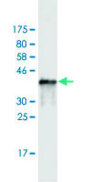 Monoclonal Anti-SH3BP5 antibody produced in
