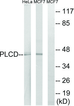 Anti-AGPAT4 antibody produced in rabbit