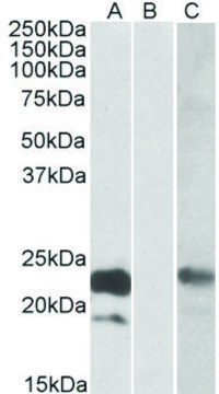 Anti-CST8 antibody produced in goat