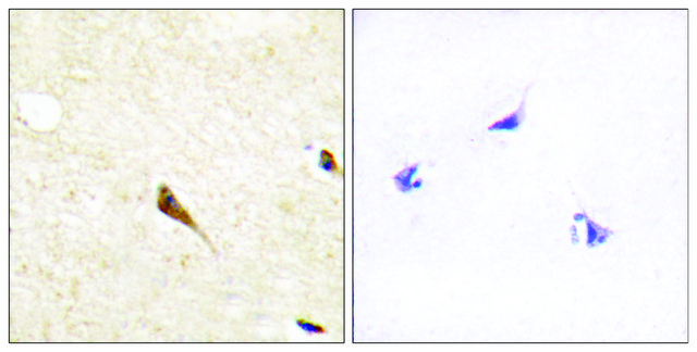 Anti-MOK antibody produced in rabbit