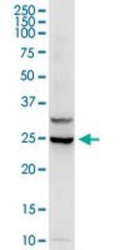 Anti-IL3 antibody produced in rabbit