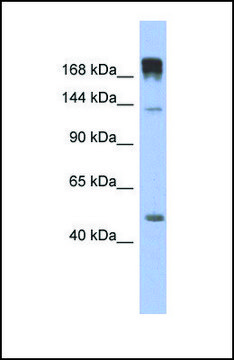 Anti-SLIT3, (N-terminal) antibody produced in