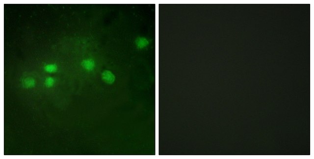 Anti-ELF1 antibody produced in rabbit