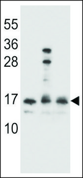ANTI-HOPX(C-TERMINAL) antibody produced in rabbit
