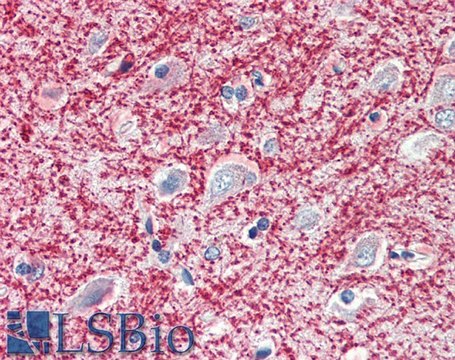 Anti-MOG antibody produced in goat