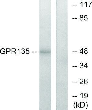 Anti-GPR135, C-Terminal antibody produced in