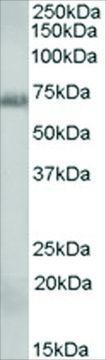 Anti-RAD9A antibody produced in goat