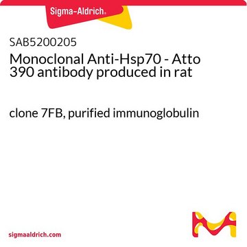 Monoclonal Anti-Hsp70 - Atto 390
