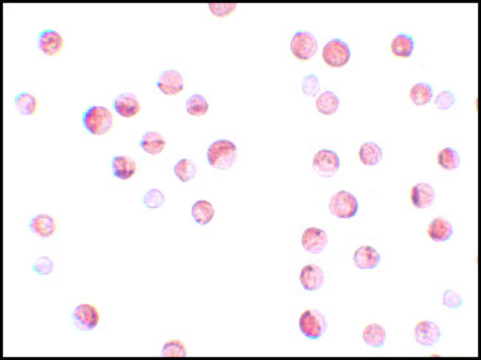Anti-KPNA1 antibody produced in rabbit