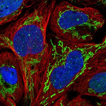 Anti-ZNF7 antibody produced in rabbit