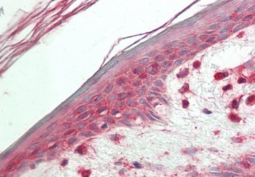 Anti-VPS52 antibody produced in rabbit