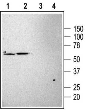 Anti-Potassium Channel TASK-1 antibody produced