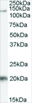 Anti-HTATSF1 antibody produced in goat