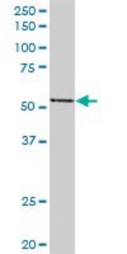 Anti-PVRL2 antibody produced in rabbit
