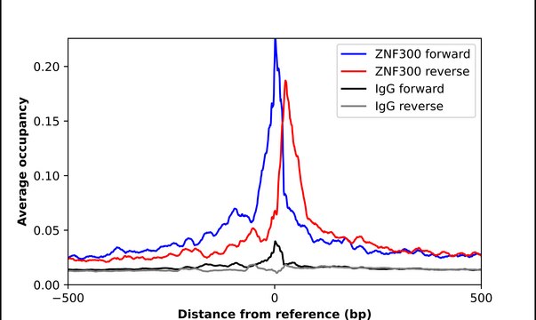 Anti-ZNF300 antibody produced in rabbit