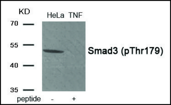 Anti-phospho-Smad3 (pThr¹??) antibody produced in