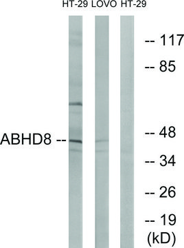 Anti-ABHD8 antibody produced in rabbit