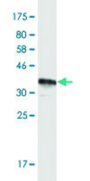 Monoclonal Anti-MUC12 antibody produced in