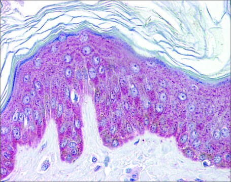 Anti-IL33 antibody produced in rabbit