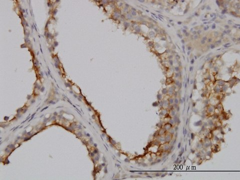 Monoclonal Anti-GGT1 antibody produced in