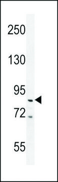 ANTI-PPARGC antibody produced in rabbit