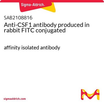 Anti-CSF1 antibody produced in rabbit