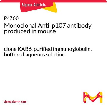 Monoclonal Anti-p107 antibody produced in
