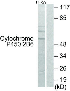 Anti-Cytochrome P450 2B6 antibody produced