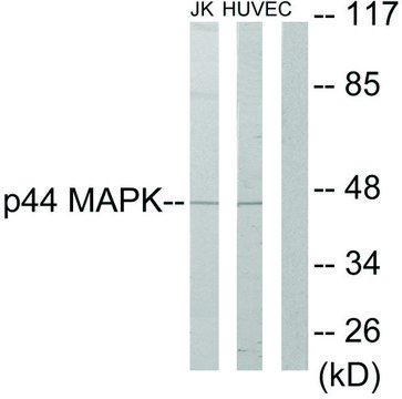 Anti-P44 MAPK antibody produced in