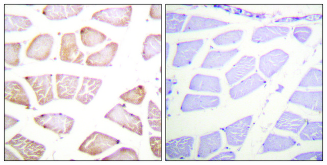 Anti-AKT antibody produced in rabbit