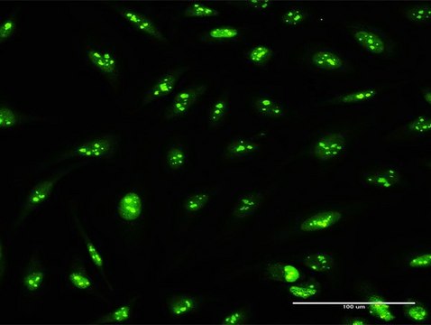 Anti-PWP2 antibody produced in rabbit