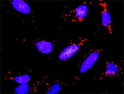 Anti-PGF antibody produced in rabbit