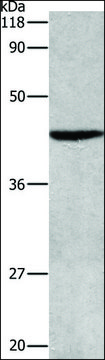 Anti-APG4B antibody produced in rabbit