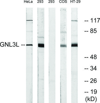 Anti-GNL3L antibody produced in rabbit