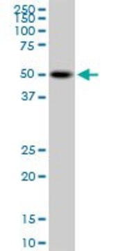 Monoclonal Anti-PSTPIP1 antibody produced in
