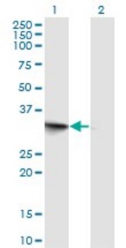 Monoclonal Anti-FRG1 antibody produced in