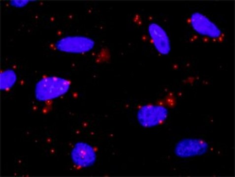 Monoclonal Anti-SMAD2 antibody produced in