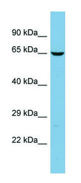 Anti-TMCC2 antibody produced in rabbit