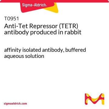 Anti-Tet Repressor (TETR) antibody produced