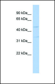 Anti-TGFB3 antibody produced in rabbit