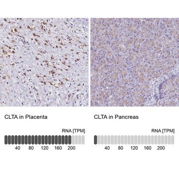 Anti-CLTA antibody produced in rabbit