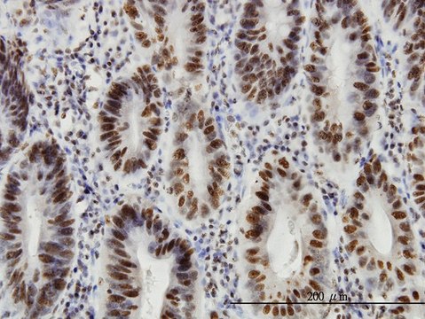 Monoclonal Anti-HDAC1 antibody produced in