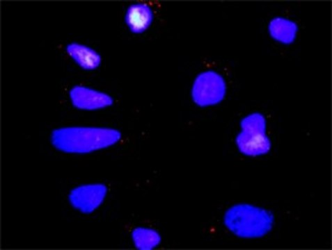 Anti-MAPK12 antibody produced in rabbit