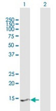 ANTI-PRY2 antibody produced in mouse