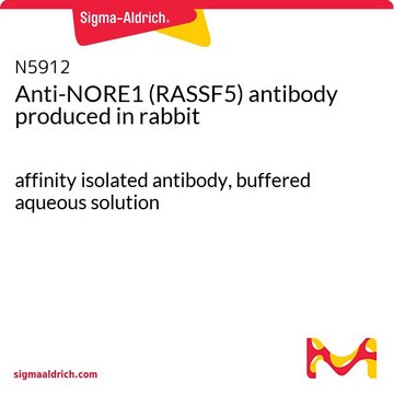 Anti-NORE1 (RASSF5) antibody produced in