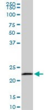 Monoclonal Anti-EFHD1 antibody produced in