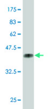 ANTI-MEF2A antibody produced in mouse