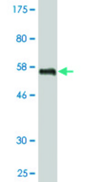 Monoclonal Anti-UNC119 antibody produced in