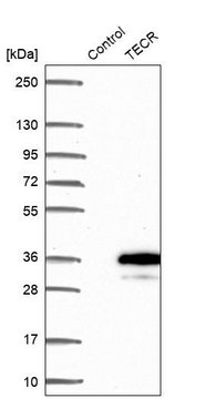 Anti-TECR antibody produced in rabbit