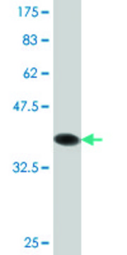 Monoclonal Anti-NLGN4Y antibody produced in